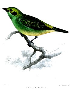 CallisteFloridaSmit