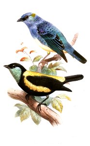 CallisteSmit