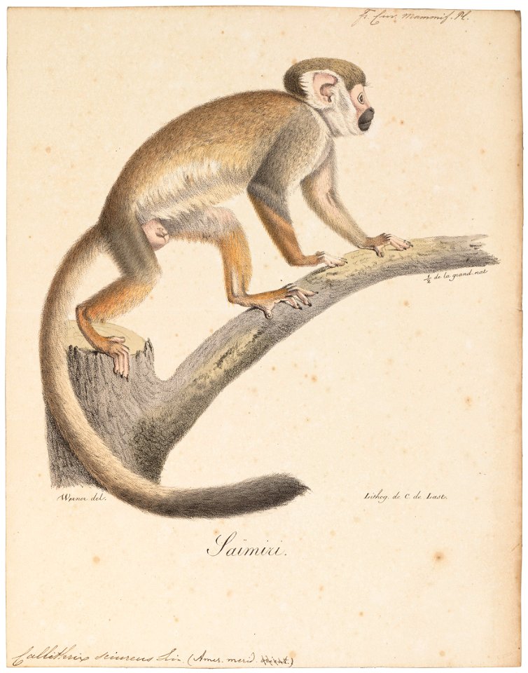 Callithrix sciureus - 1818-1842 - Print - Iconographia Zoologica - Special Collections University of Amsterdam - UBA01 IZ20200200