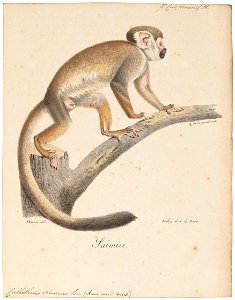 Callithrix sciureus - 1818-1842 - Print - Iconographia Zoologica - Special Collections University of Amsterdam - UBA01 IZ20200200