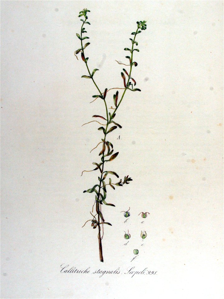 Callitriche stagnalis — Flora Batava — Volume v13