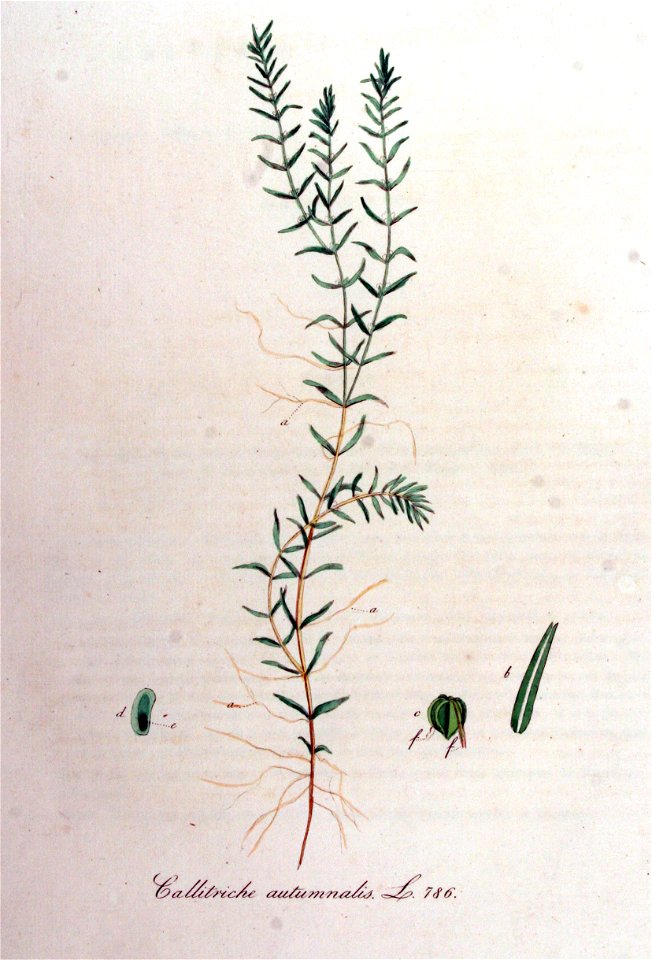 Callitriche autumnalis — Flora Batava — Volume v10