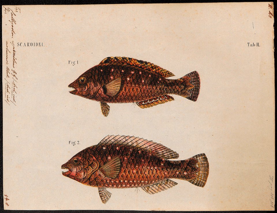 Callyodon spinidens - 1700-1880 - Print - Iconographia Zoologica - Special Collections University of Amsterdam - UBA01 IZ14000022