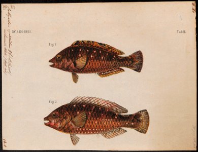 Callyodon spinidens - 1700-1880 - Print - Iconographia Zoologica - Special Collections University of Amsterdam - UBA01 IZ14000022
