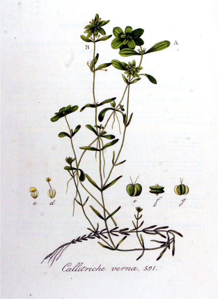 Callitriche verna — Flora Batava — Volume v8