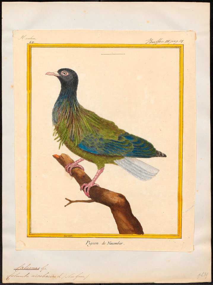 Caloenas nicobarica - 1700-1880 - Print - Iconographia Zoologica - Special Collections University of Amsterdam - UBA01 IZ15600289