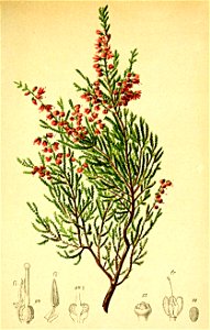 Calluna vulgaris Atlas Alpenflora