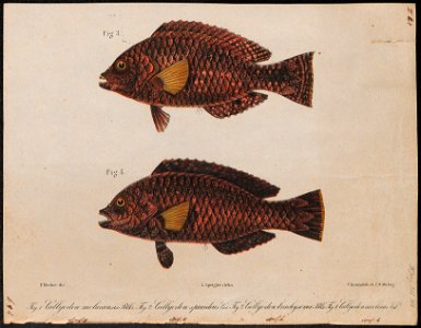 Callyodon carolinus - 1700-1880 - Print - Iconographia Zoologica - Special Collections University of Amsterdam - UBA01 IZ14000024
