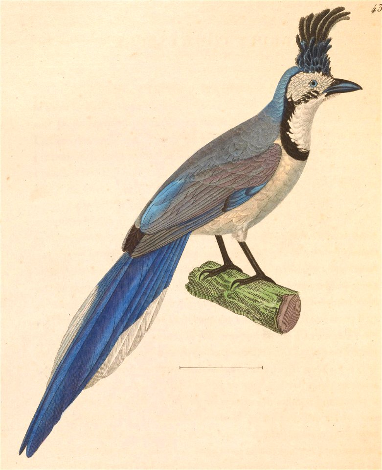 Calocitta formosa formosa 1838