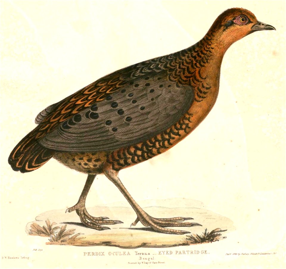 Caloperdix oculeus Hardwicke