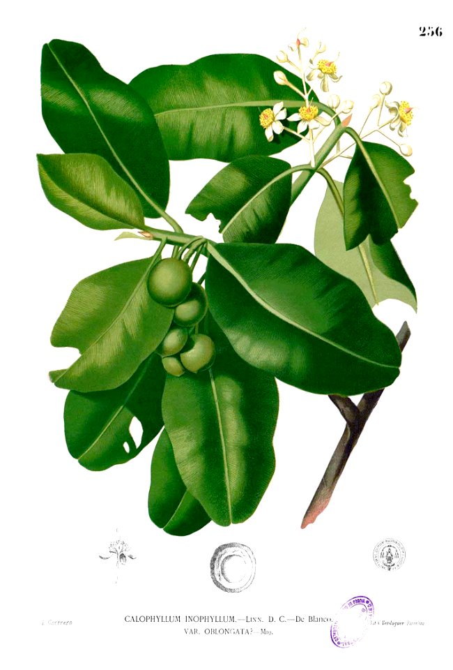 Calophyllum inophyllum Blanco2.256