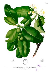 Calophyllum inophyllum Blanco2.256. Free illustration for personal and commercial use.