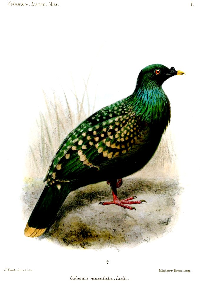 CaloenasMaculataSmit