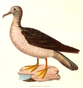 Calonectris leucomelas 1838