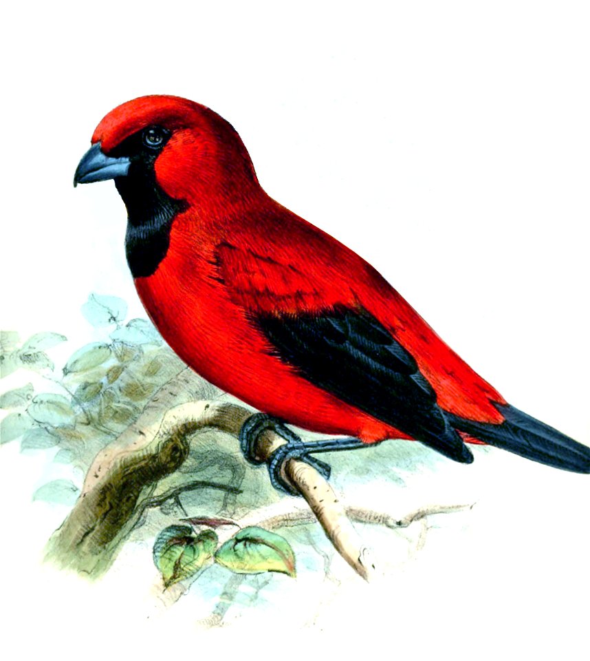 Calochaetes coccineus Wolf