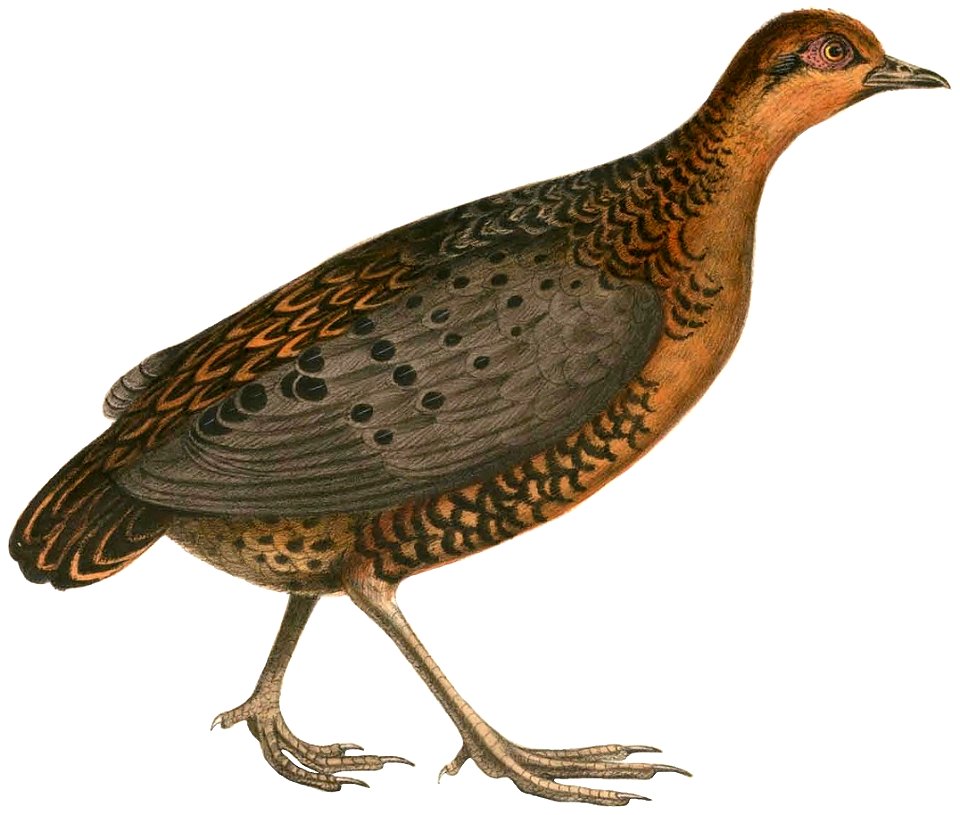 Caloperdix oculeus Hardwicke white background