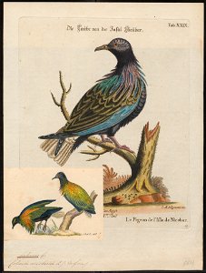 Caloenas nicobarica - 1700-1880 - Print - Iconographia Zoologica - Special Collections University of Amsterdam - UBA01 IZ15600291