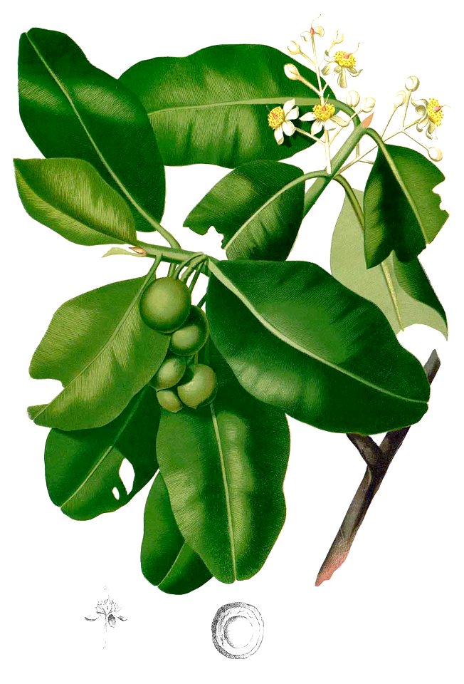 Calophyllum inophyllum Blanco2.256-cropped. Free illustration for personal and commercial use.