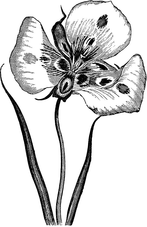 Calochortus venustus-Amateurs Greenhouse Conservatory-0090