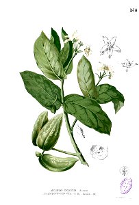 Calotropis gigantea Blanco2.258