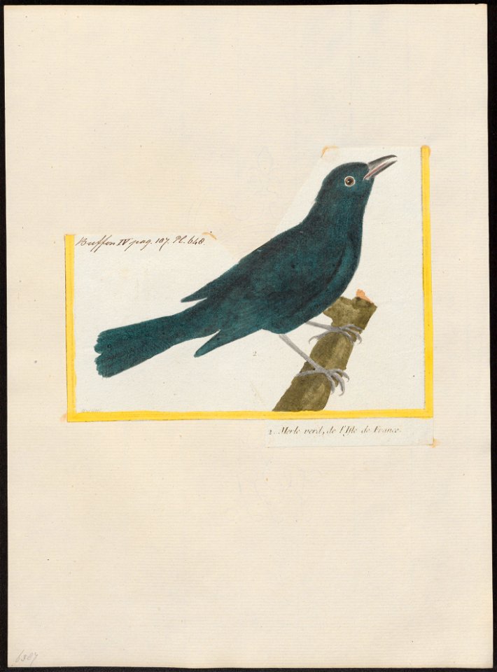 Calornis mauritianus - 1700-1880 - Print - Iconographia Zoologica - Special Collections University of Amsterdam - UBA01 IZ15800163