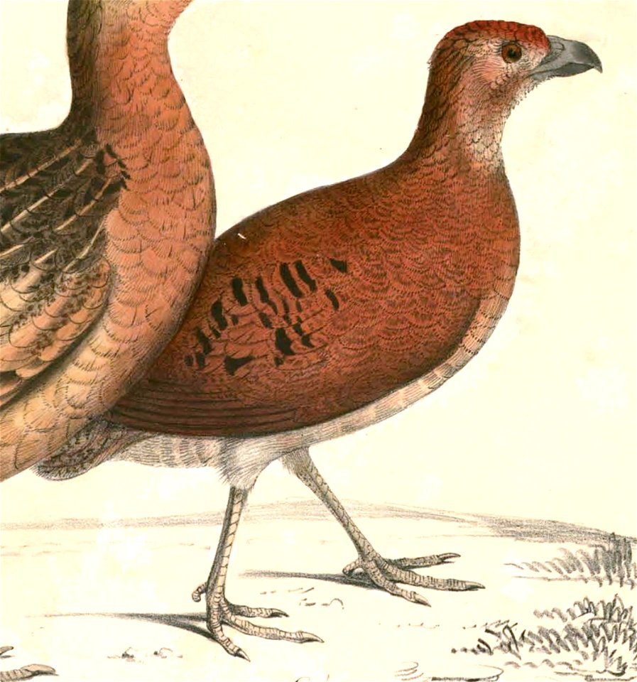 Caloperdix oculeus 2 Hardwicke