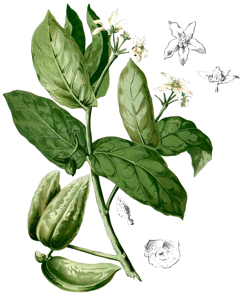 Calotropis gigantea Blanco2.258-cropped
