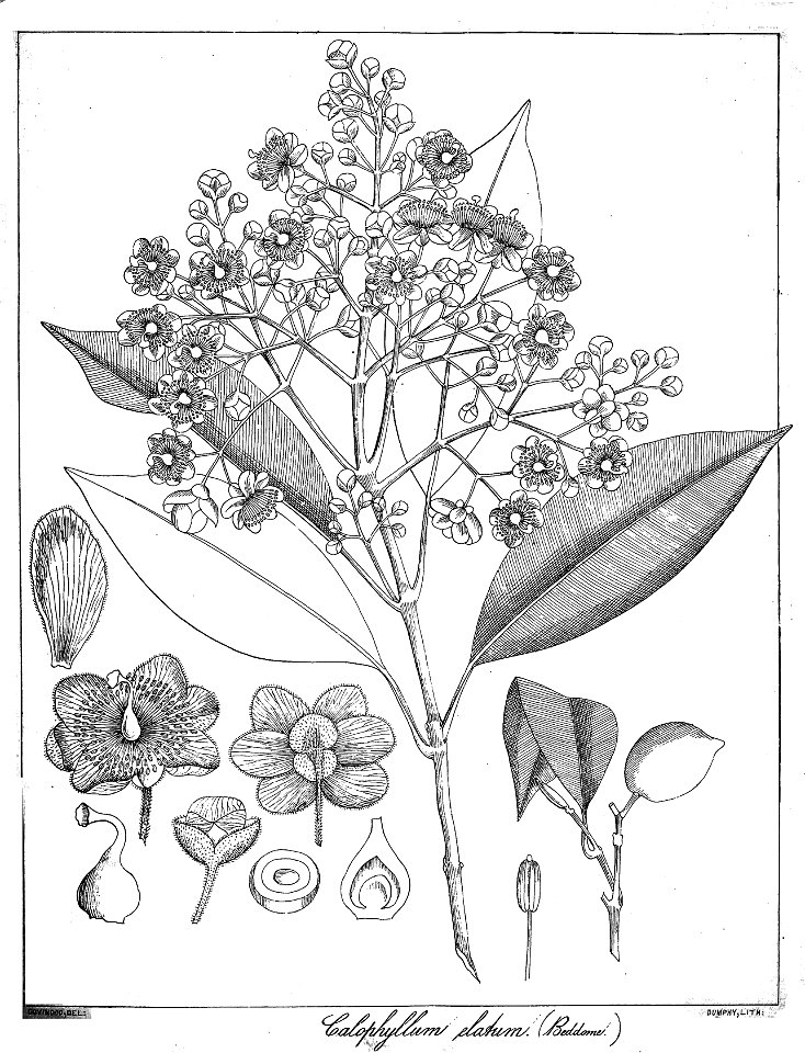 Calophyllum elatum Govindoo
