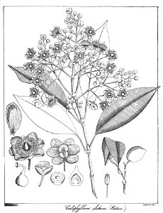Calophyllum elatum Govindoo. Free illustration for personal and commercial use.