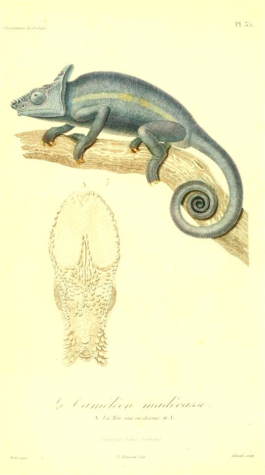 Calumma parsonii 1831