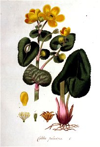 Caltha palustris — Flora Batava — Volume v1