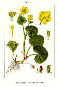 Caltha palustris Sturm05037