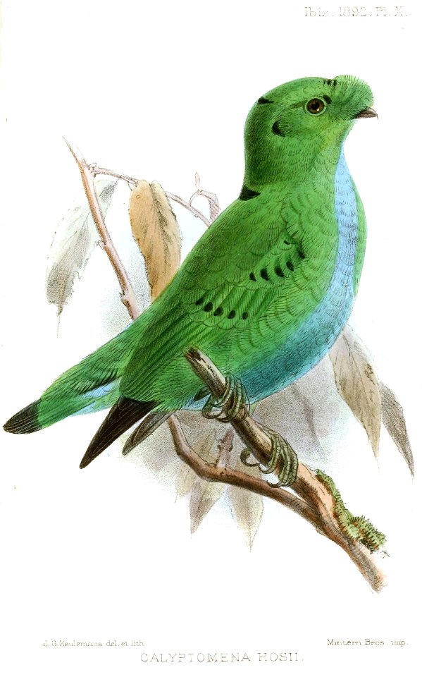 CalyptomenaHosiiKeulemans