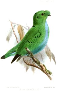 CalyptomenaHosiiKeulemans
