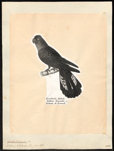Calyptorhynchus solandri - 1809-1845 - Print - Iconographia Zoologica - Special Collections University of Amsterdam - UBA01 IZ18600029
