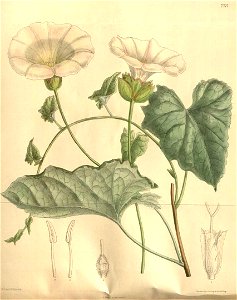 Calystegia macrostegia 2