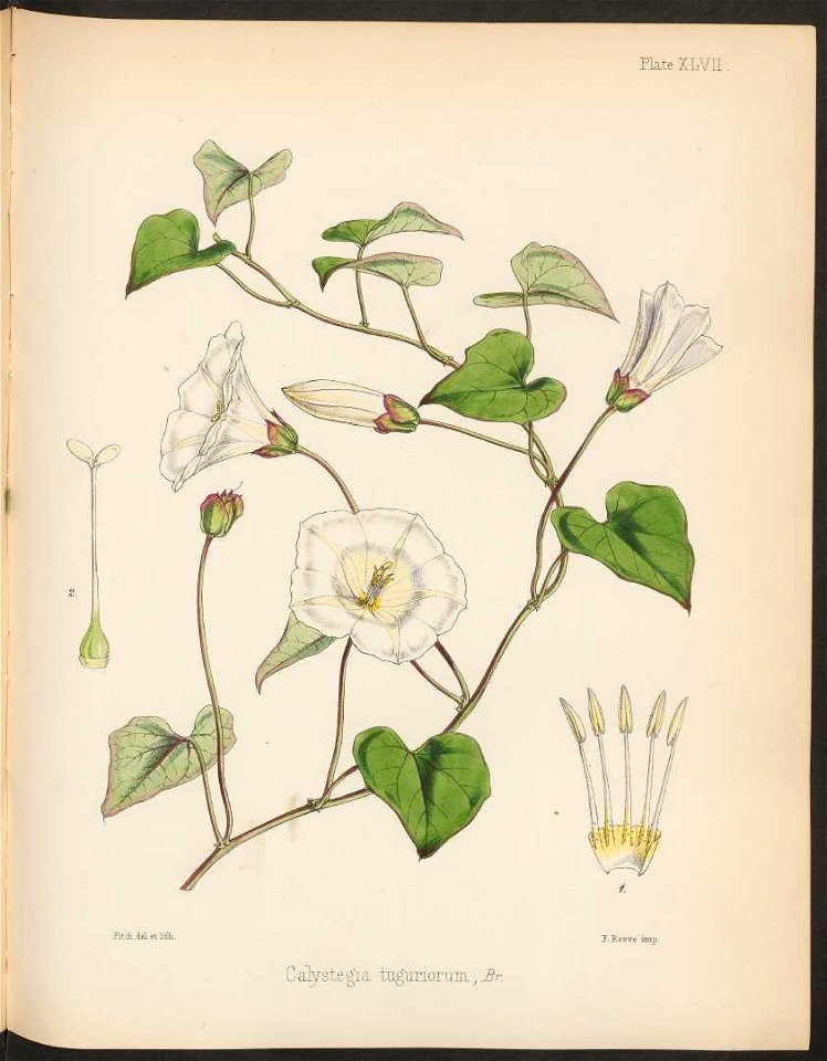 Calystegia tuguriorum 4