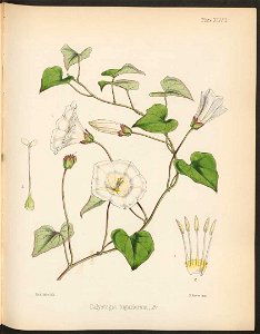 Calystegia tuguriorum 4