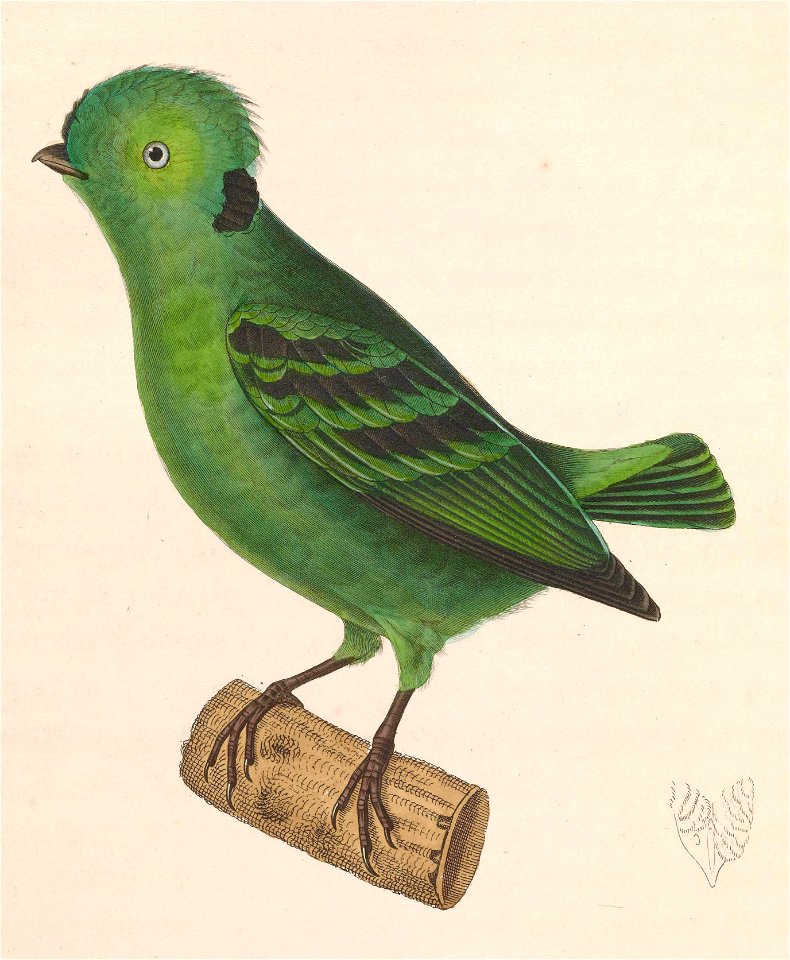 Calyptomena viridis 1838