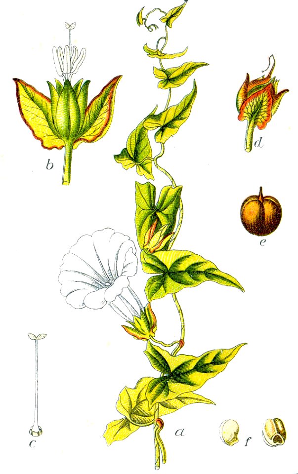 Calystegia sepium Sturm1