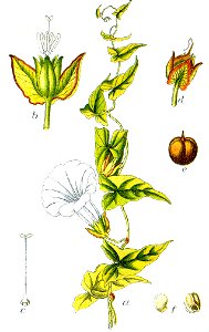 Calystegia sepium Sturm1