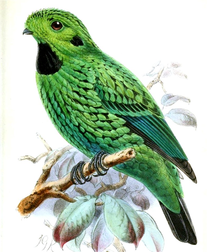 CalyptomenaWhiteheadiKeulemans (cropped)