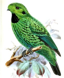 CalyptomenaWhiteheadiKeulemans (cropped)