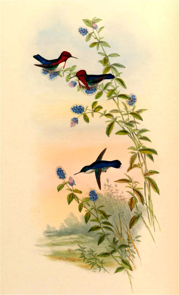Calypte helenae ampliado