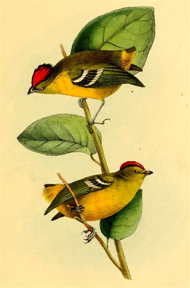 Calyptura cristata
