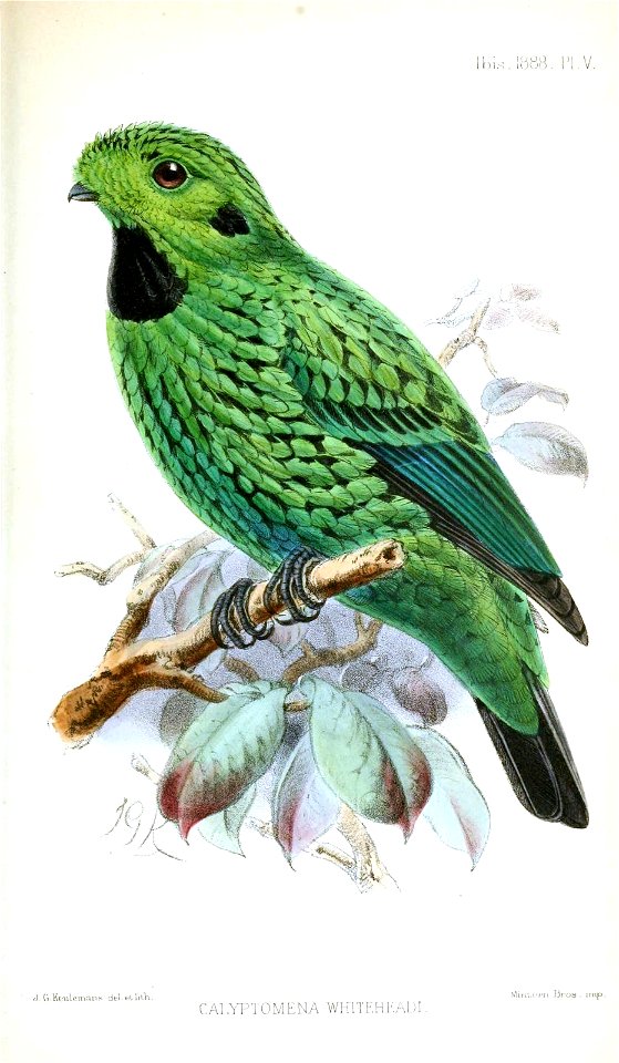 CalyptomenaWhiteheadiKeulemans