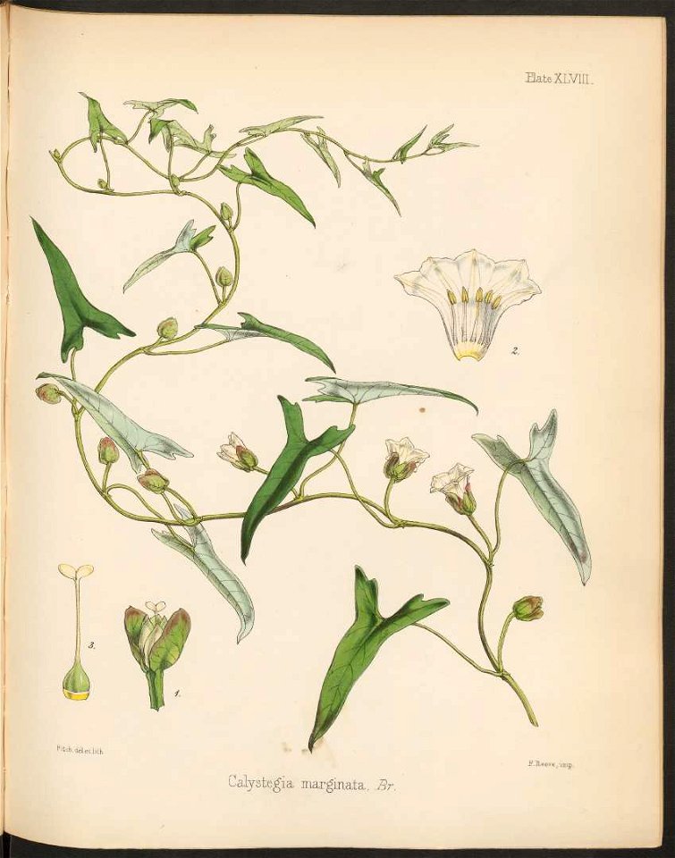 Calystegia marginata