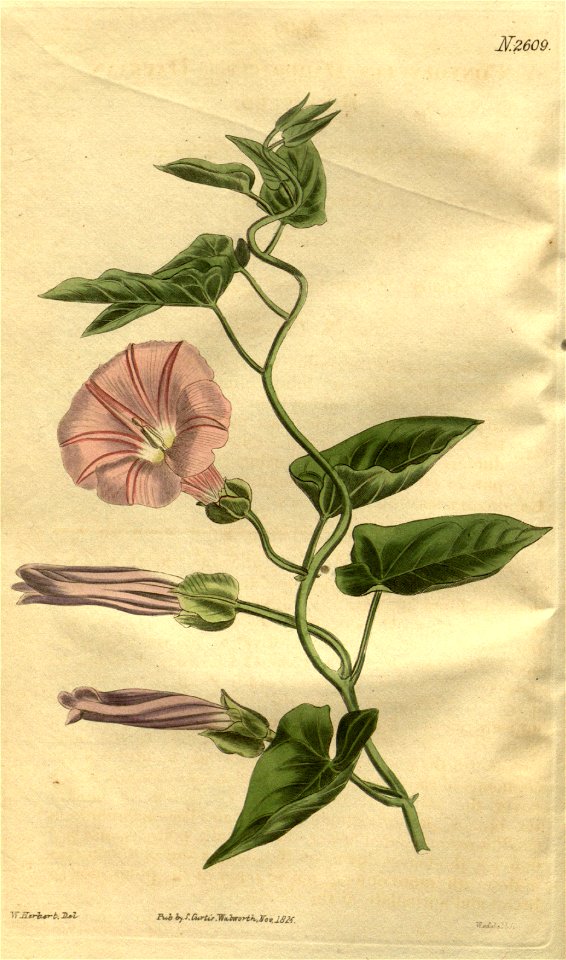 Calystegia pellita (Convolvulus dahuricus) Bot. Mag. 53. 2609. 1826