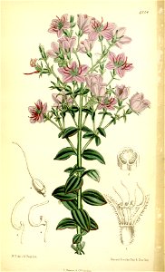 Cambessedesia paraguayensis 108-6604