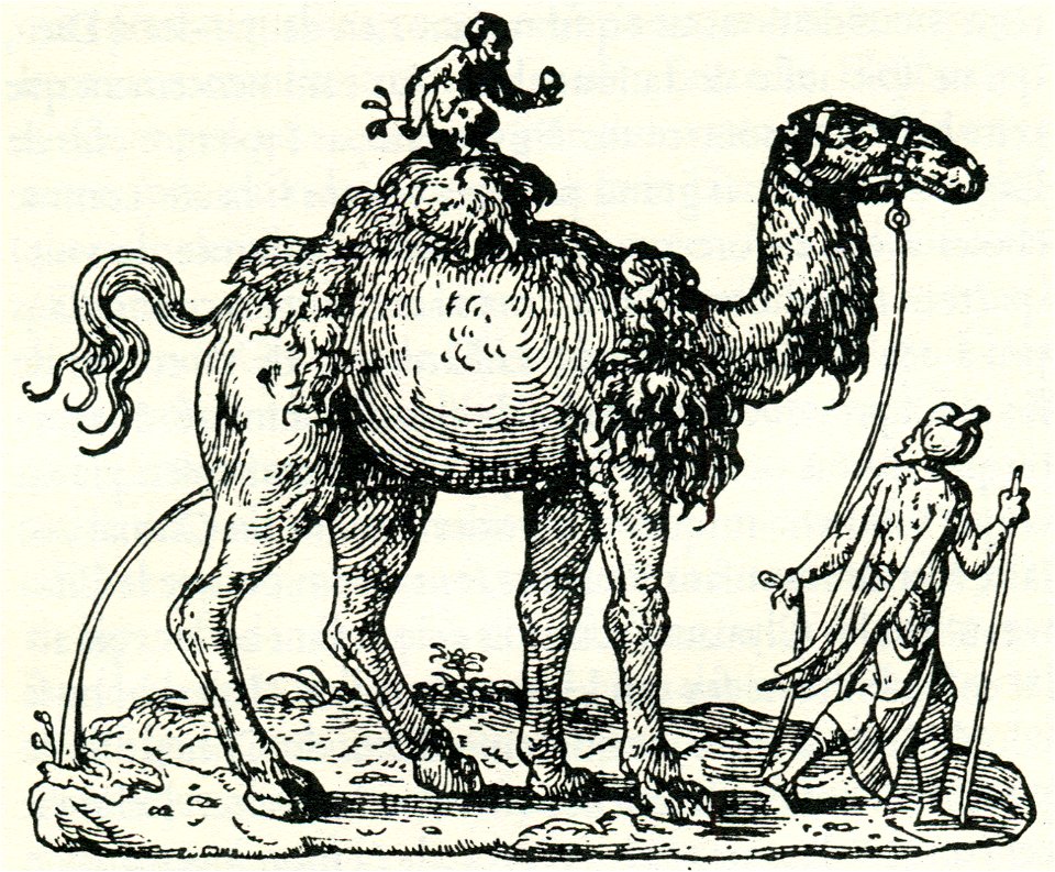 Camel - Thevet André - 1556
